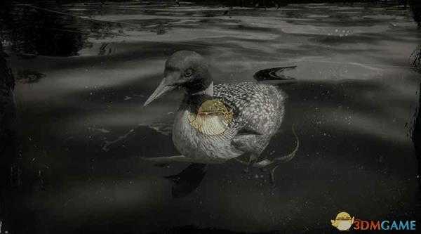 《荒野大镖客2》普通潜鸟图鉴一览