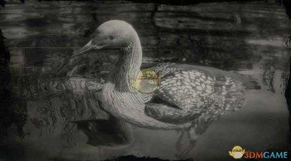 《荒野大镖客2》太平洋潜鸟图鉴一览