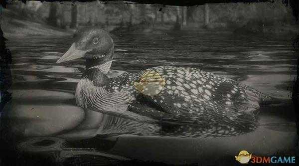 《荒野大镖客2》黄嘴潜鸟图鉴一览