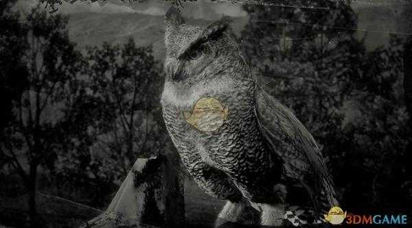 《荒野大镖客2》海角鸮图鉴一览