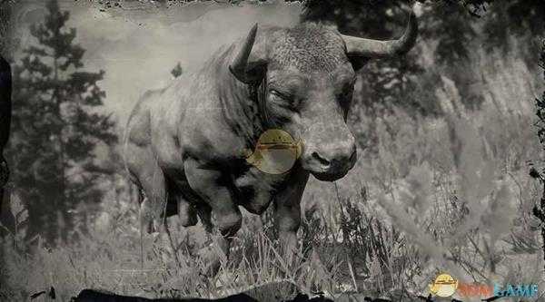 《荒野大镖客2》安格斯阉牛图鉴一览