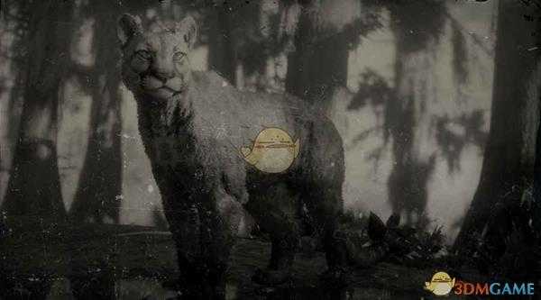 《荒野大镖客2》山狮图鉴一览