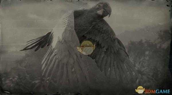 《荒野大镖客2》大绿金刚鹦鹉图鉴一览