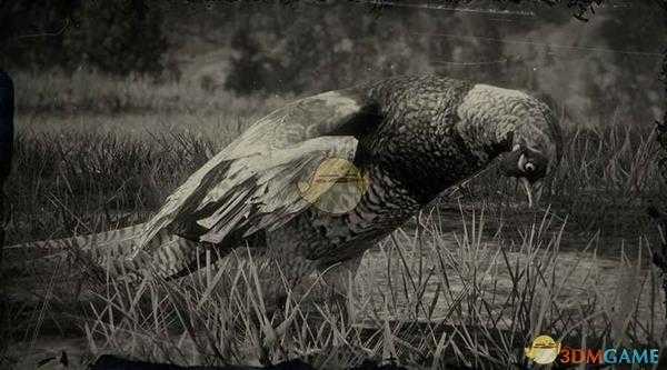 《荒野大镖客2》中国环颈雉鸡图鉴一览