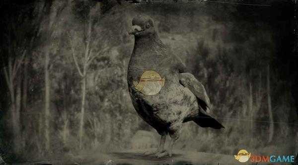 《荒野大镖客2》岩鸽图鉴一览