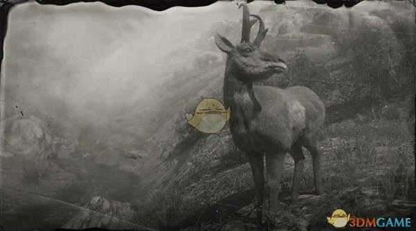 《荒野大镖客2》美国公叉角羚图鉴一览