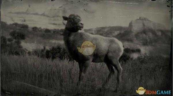 《荒野大镖客2》落基山脉盘羊图鉴一览