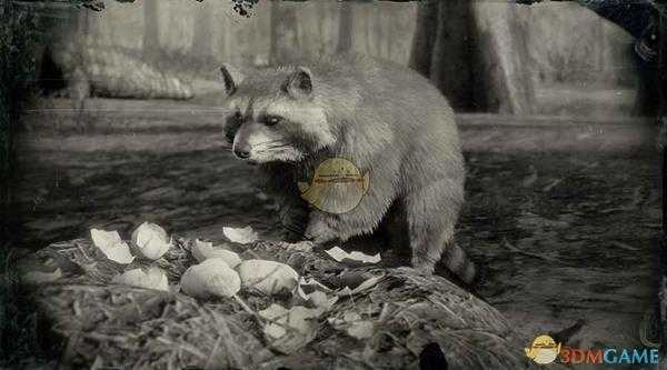 《荒野大镖客2》北美浣熊图鉴一览