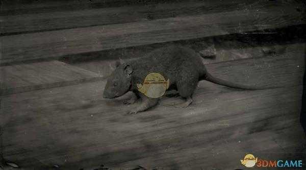 《荒野大镖客2》黑鼠图鉴一览