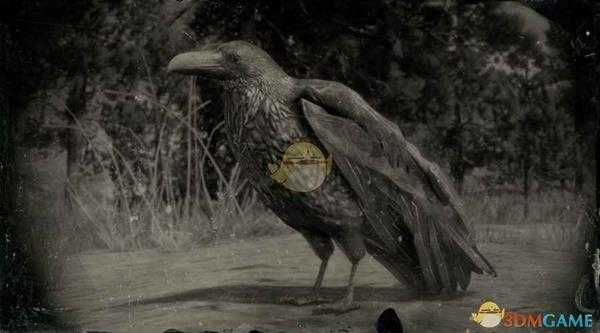 《荒野大镖客2》北美西部渡鸦图鉴一览