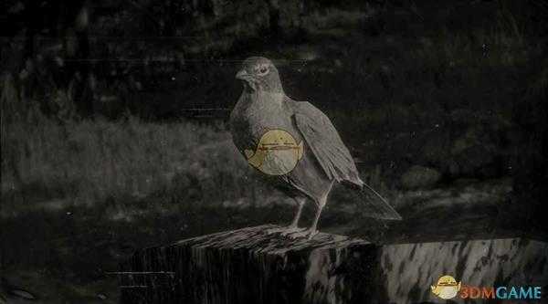 《荒野大镖客2》美洲知更鸟图鉴一览