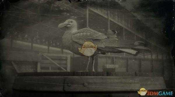 《荒野大镖客2》银鸥图鉴一览