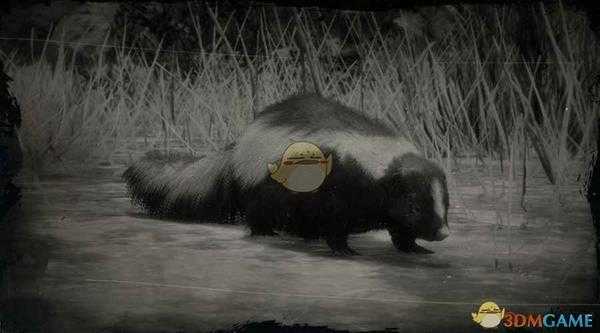 《荒野大镖客2》条纹臭鼬图鉴一览