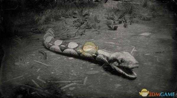 《荒野大镖客2》红尾蟒蛇图鉴一览