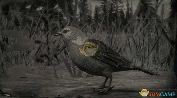 《荒野大镖客2》猩红丽唐纳鸣鸟图鉴一览