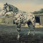 《荒野大镖客2》豹斑毛色阿帕卢萨马属性一览