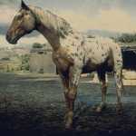 《荒野大镖客2》棕色豹斑毛色阿帕卢萨马属性一览