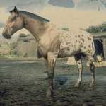 《荒野大镖客2》豹纹毯斑毛色阿帕卢萨马属性一览