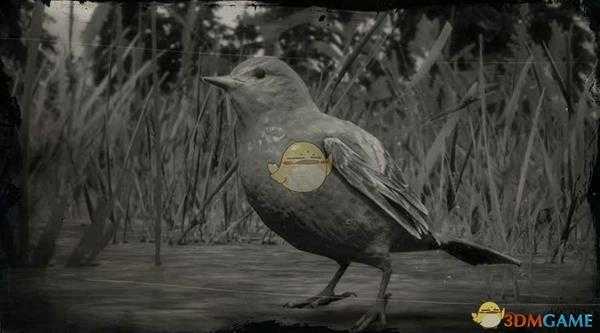 《荒野大镖客2》西部丽唐纳鸣鸟图鉴一览