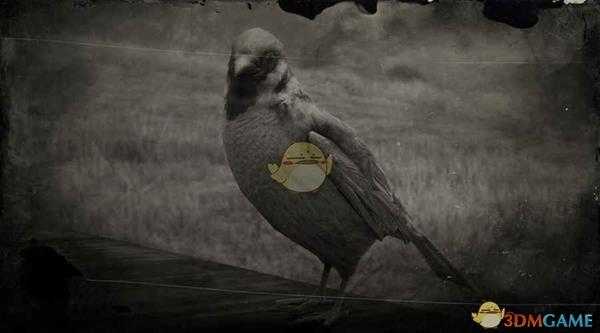 《荒野大镖客2》亚欧树雀鹀图鉴一览