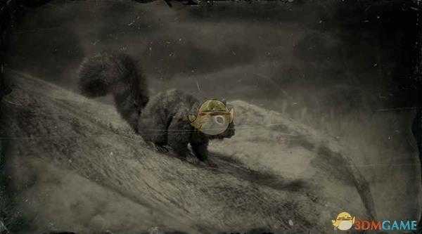 《荒野大镖客2》黑松鼠图鉴一览