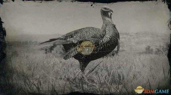 《荒野大镖客2》东部野火鸡图鉴一览