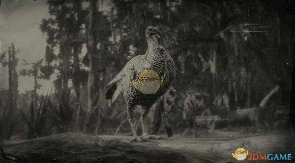 《荒野大镖客2》里奥格兰德野火鸡图鉴一览