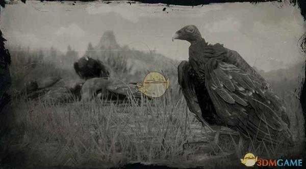 《荒野大镖客2》东部火鸡秃鹫图鉴一览