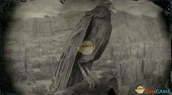 《荒野大镖客2》西部火鸡秃鹫图鉴一览