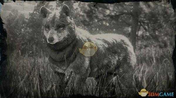 《荒野大镖客2》森林狼图鉴一览