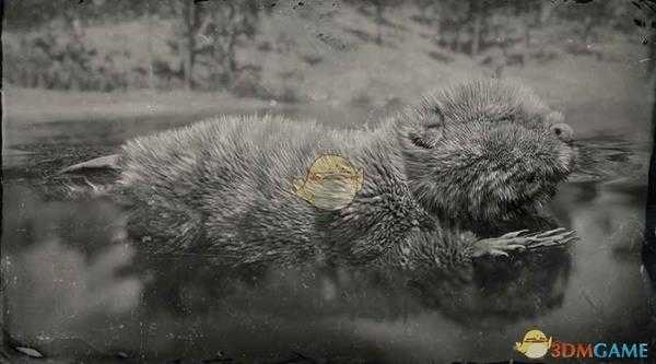 《荒野大镖客2》传说河狸图鉴一览