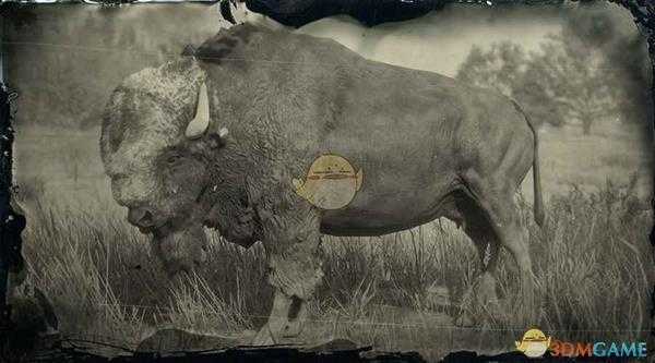 《荒野大镖客2》传说野牛塔坦卡图鉴一览