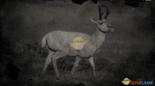 《荒野大镖客2》传说叉角羚图鉴一览