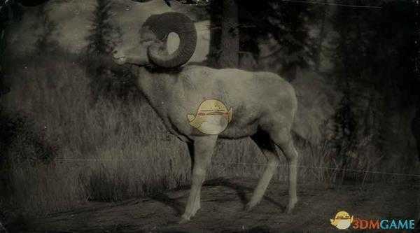 《荒野大镖客2》传说公盘羊图鉴一览