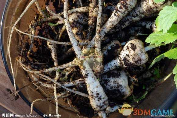 《星露谷物语》游戏中的作物、鱼类、矿石在现实中的样子分享