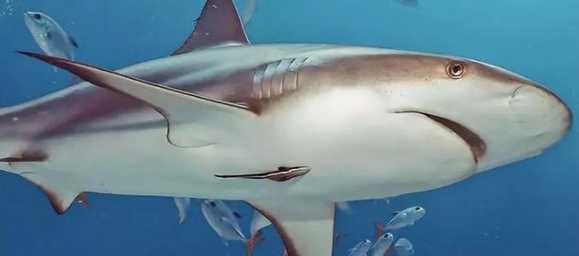 上线即巅峰，《集合啦！动物森友会》发售便登顶销榜