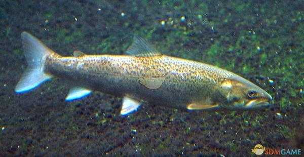 《集合啦！动物森友会》远东哲罗鱼图鉴