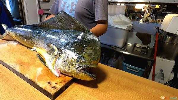 《集合啦！动物森友会》鬼头刀图鉴