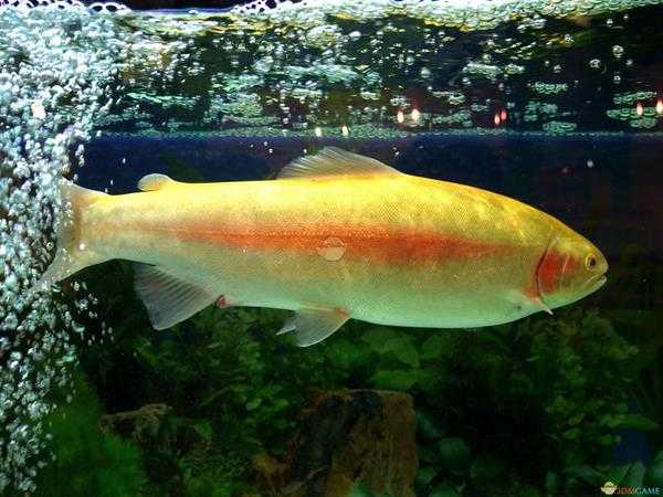 《集合啦！动物森友会》金鳟图鉴