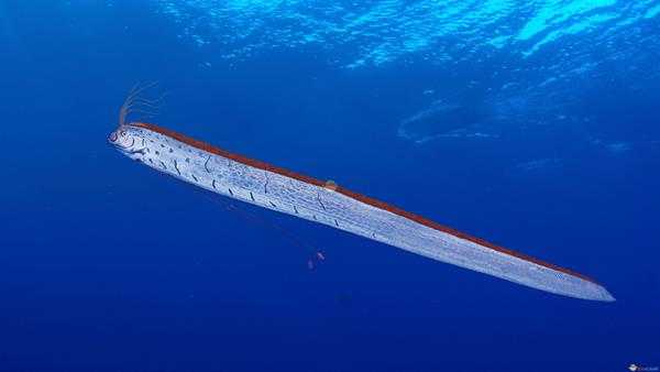 《集合啦！动物森友会》皇带鱼图鉴