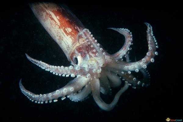 《集合啦！动物森友会》鱿鱼图鉴