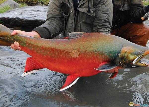 《集合啦！动物森友会》花羔红点鲑图鉴