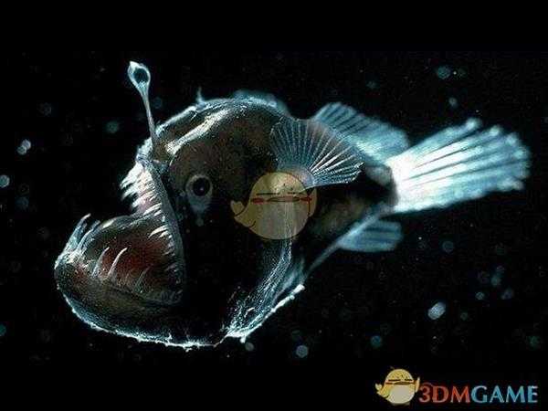 《集合啦！动物森友会》灯笼鱼图鉴