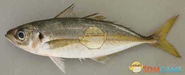 《集合啦！动物森友会》竹荚鱼图鉴