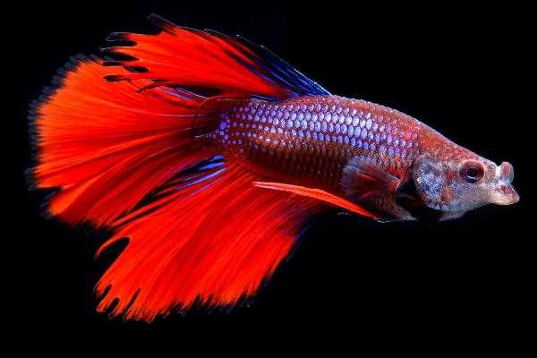 《集合啦！动物森友会》斗鱼图鉴