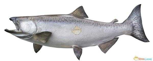 《集合啦！动物森友会》帝王鲑图鉴