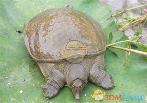 《集合啦！动物森友会》鳖图鉴