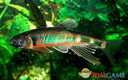 《集合啦！动物森友会》溪哥图鉴