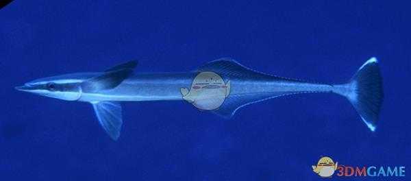 《集合啦！动物森友会》吸盘鱼图鉴