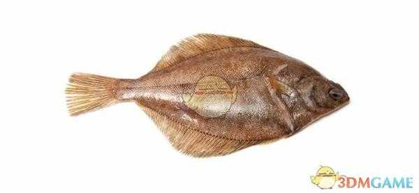 《集合啦！动物森友会》鲽鱼图鉴